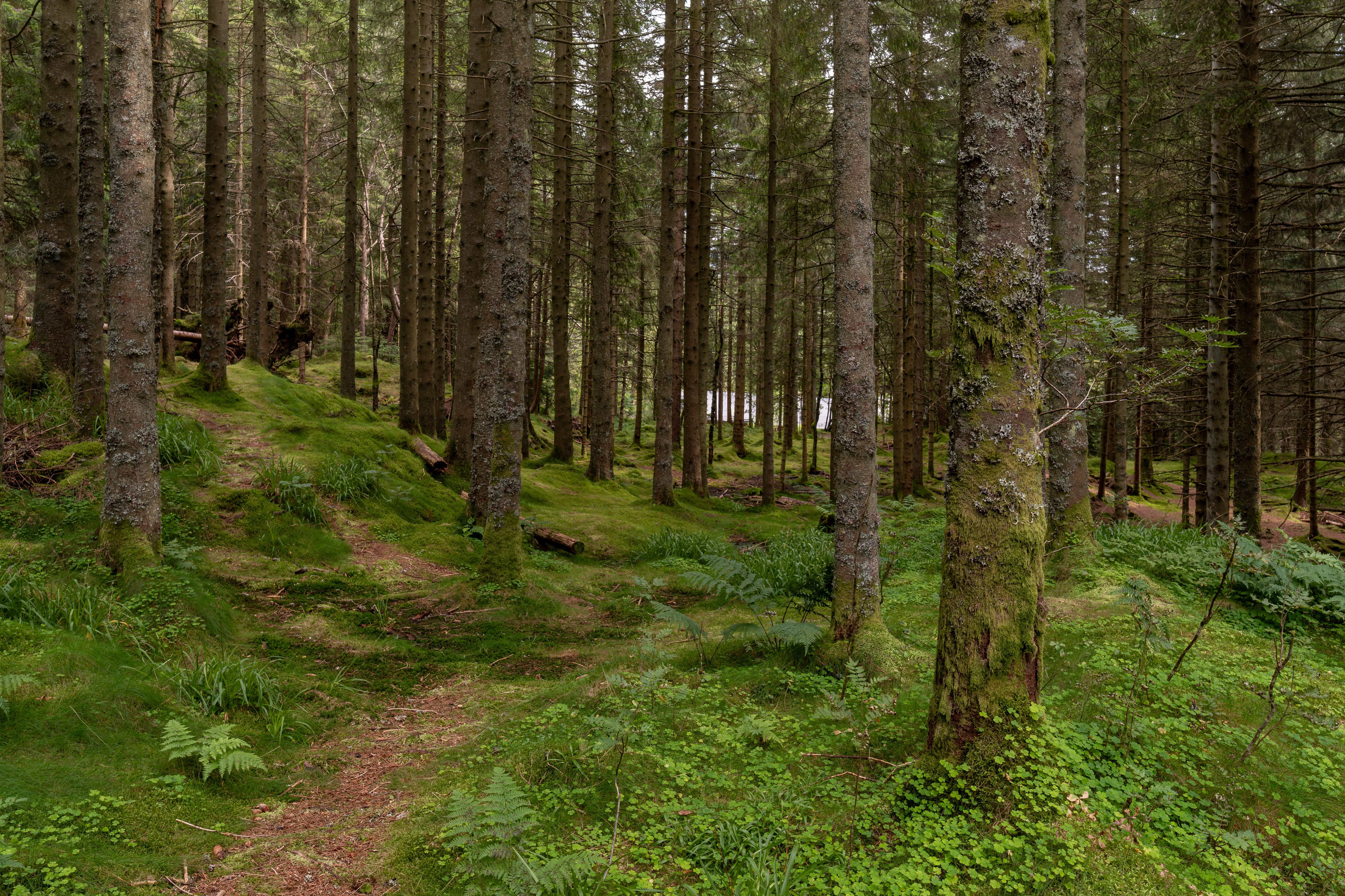Forest trail on Mount Floyen above Bergen
